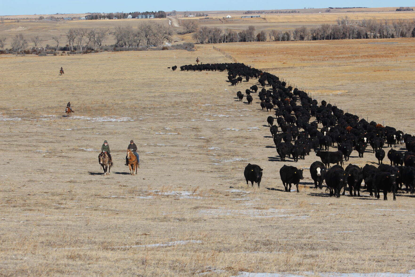 Cattle move
